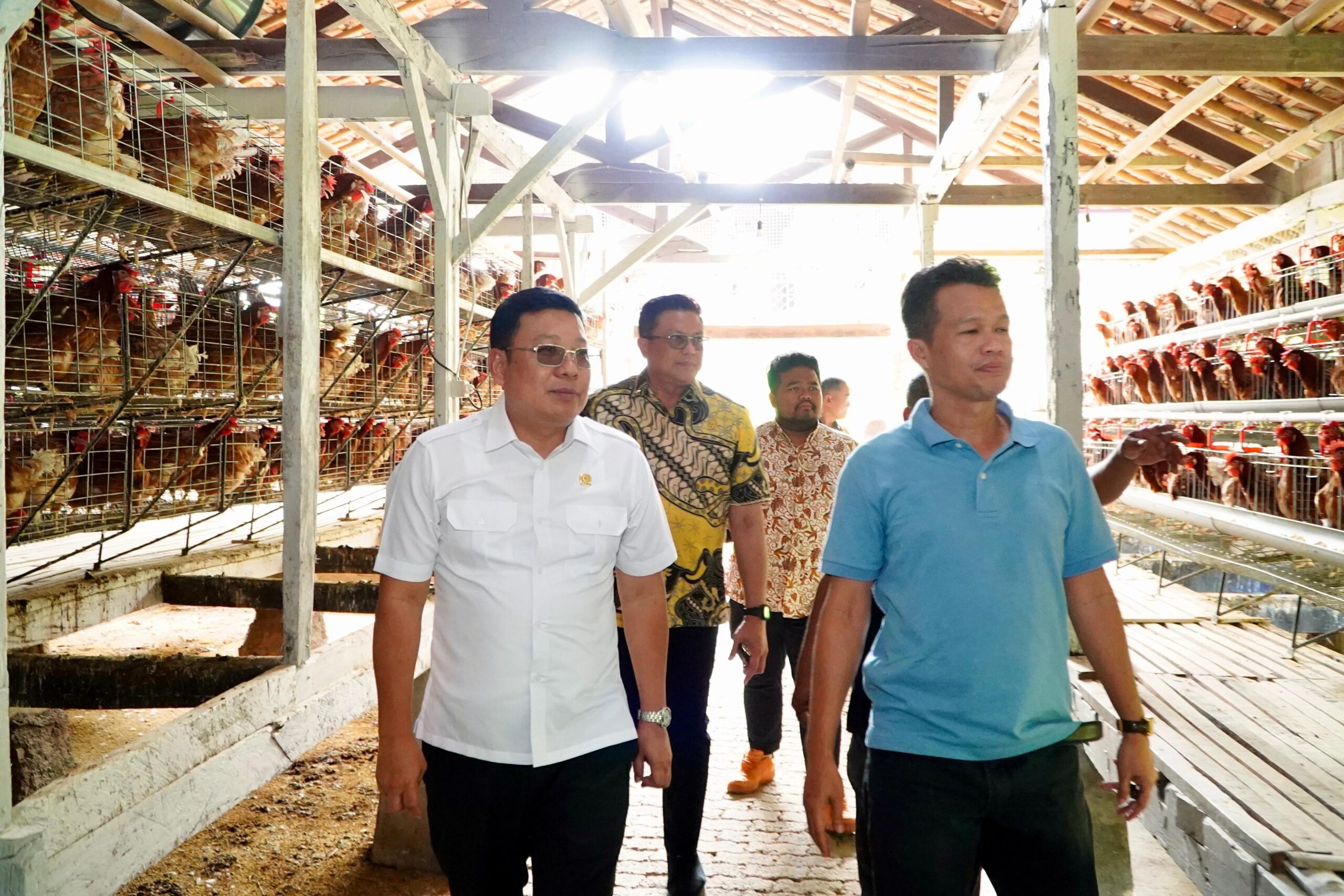 Dukung Program Makan Bergizi Gratis, Ketua Koperasi LPER Teluria bersama Kepala BAPANAS dan Direktur Pengawasan Penerapan Standar Keamanan dan Mutu Pangan Tinjau Peternakan Ayam Petelur di Cijeruk, Kabupaten Bogor